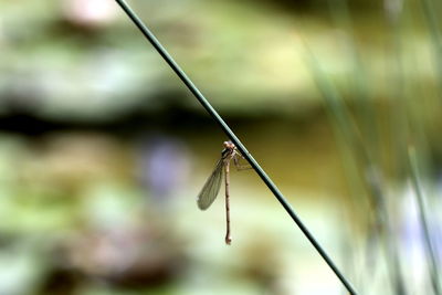 Close-up of dragonfly on blade of grass