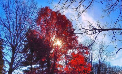 Low angle view of bare trees against clear sky