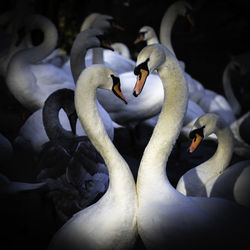 Swans socializing at the swan sanctuary on the banks of the river severn in worcester, uk