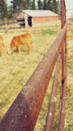 View of a horse on field