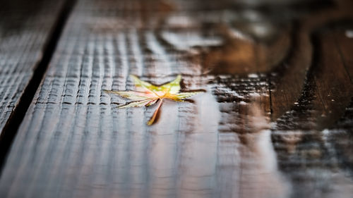 An abstract colored autumn leaf on a wet wooden floor with a shallow depth of field.