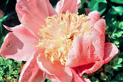 Close-up of wet pink rose flower