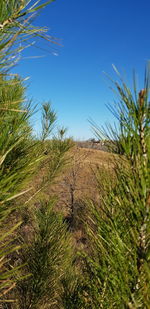 Scenic view of field against clear blue sky