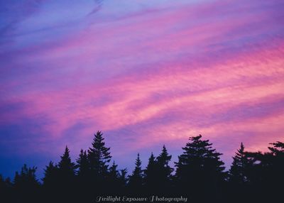 Low angle view of silhouette trees against sky