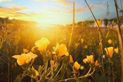 Close-up of yellow flowering plants on field against bright sun