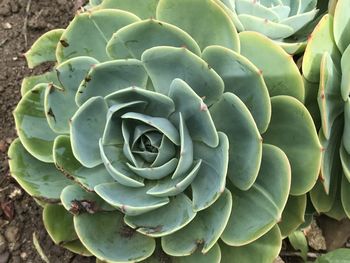 Close-up of succulent plant