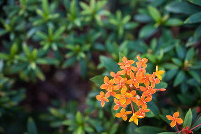 Close-up of orange flowering plant
