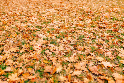 Full frame shot of autumn leaves on field