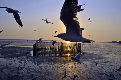 Seagulls flying over sea against sky