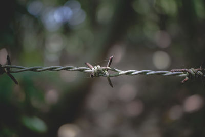 Close-up of barbed wire on fence