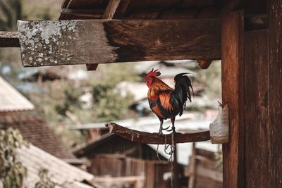 Bird perching on wooden post