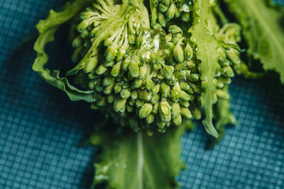 High angle view of green leaf on table