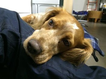 Close-up of dog relaxing at home