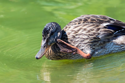 Close-up of mallard duck swimming in lake