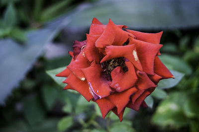 Close-up of red rose flower