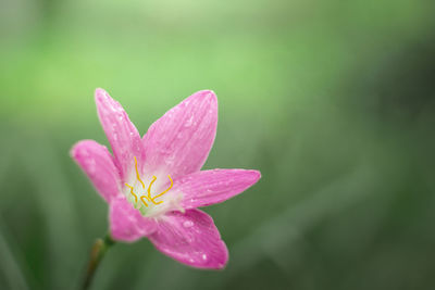 Close-up of wet pink flower