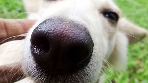 Close-up portrait of dog