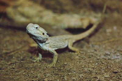 Close-up of lizard on land