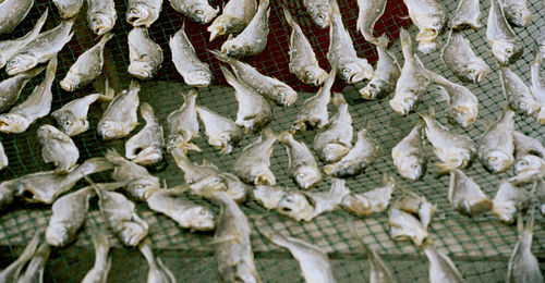 Close-up of fish for sale