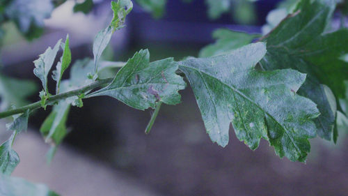 Close-up of frozen plant during winter