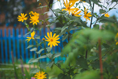 Close-up of yellow flowering plant