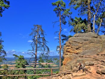 Scenic view of trees against clear sky