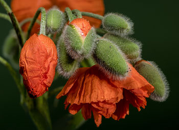 macro photography