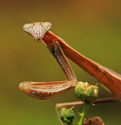 Close-up of insect on leaf