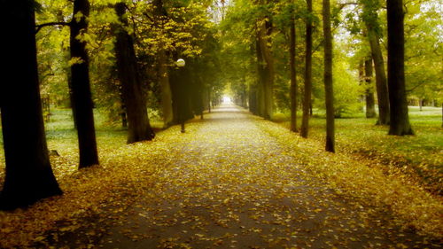 Trees in forest during autumn