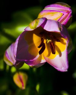 Close-up of purple flowering plant