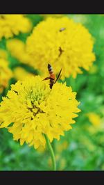 Close-up of butterfly on flower