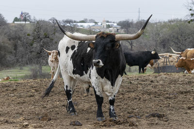 Cows standing in a field