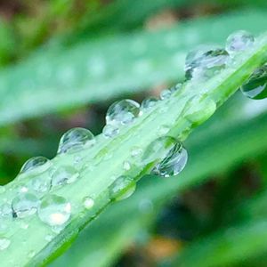 Close-up of water drops on leaf