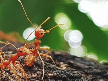 Close-up of ant