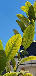 Close-up of leaves against clear blue sky