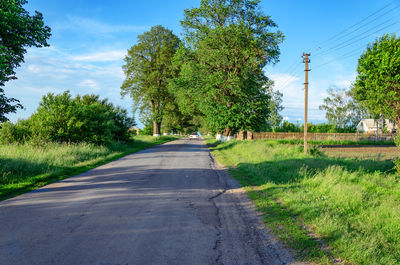 Road in village in ukraine between large green poplar trees. car on road