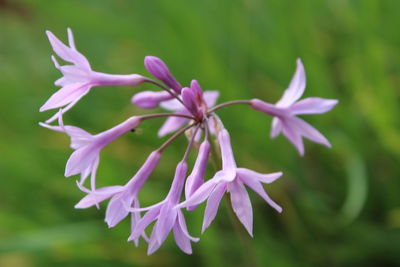 Close-up of flowers against blurred background