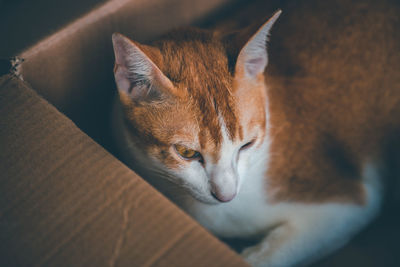 High angle view of cat