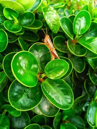 High angle view of insect on plant