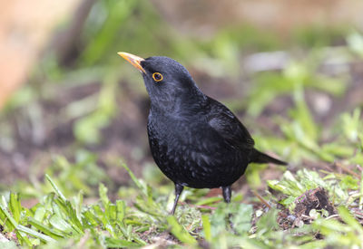 Close-up of a bird