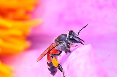 Close-up of bee pollinating flower