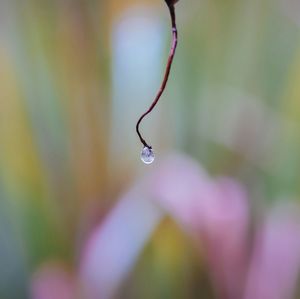 Close-up of water drops on flowering plant