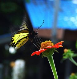 Close-up of butterfly pollinating on flower