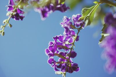 Close-up of pink flowering plant against sky