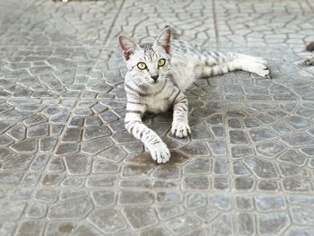 High angle view portrait of tabby cat on footpath