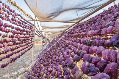 Purple flowering plants in greenhouse