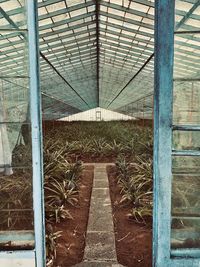 Plants growing in greenhouse