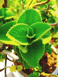 Close-up of green leaves on plant