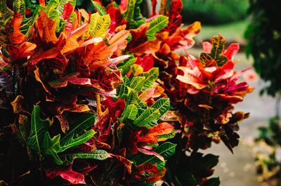 Close-up of leaves