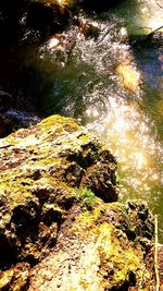 Reflection of trees in water